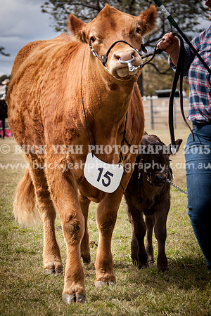 Singleton Show 15 -443