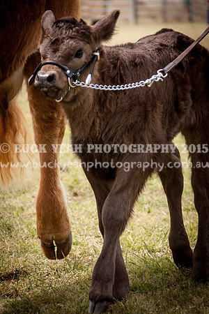 Singleton Show 15 -444