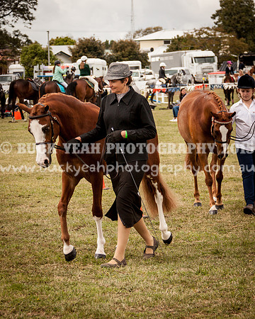 Singleton Show 15 -448