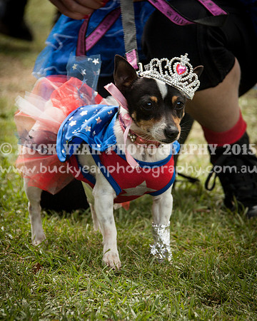 Singleton Show 15 -470