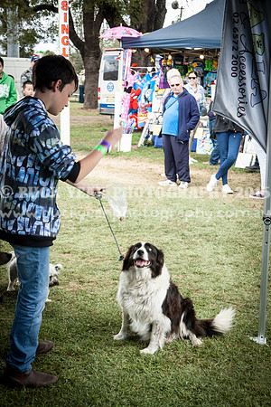 Singleton Show 15 -480