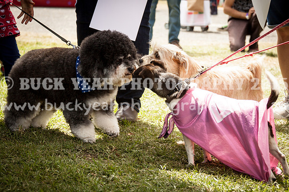 Singleton Show 15 -458