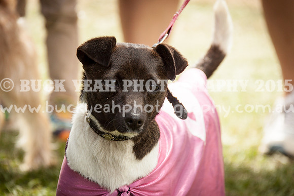 Singleton Show 15 -459