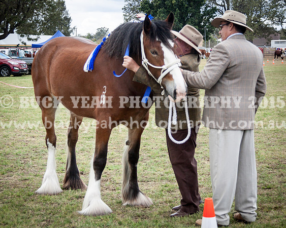 Singleton Show 15 -490