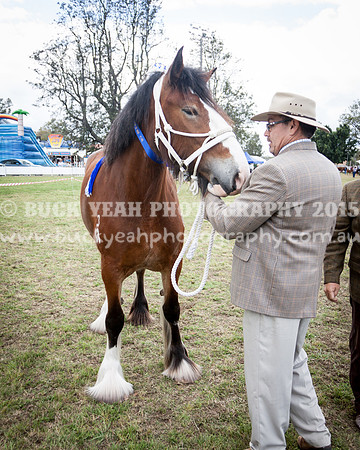 Singleton Show 15 -491