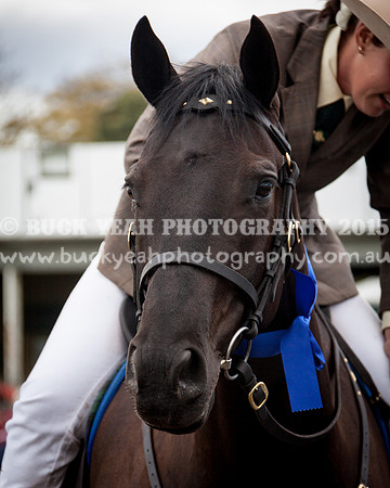 Singleton Show 15 -492