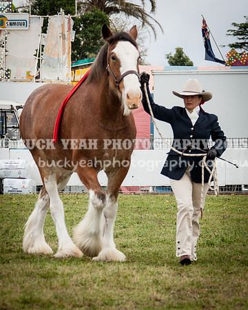 Singleton Show 15 -496