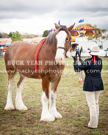 Singleton Show 15 -497
