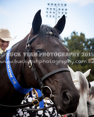 Singleton Show 15 -493