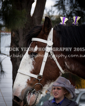 Singleton Show 15 -488