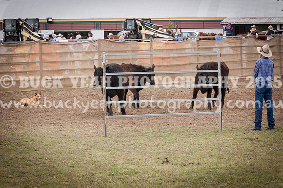 Singleton Show 15 -505
