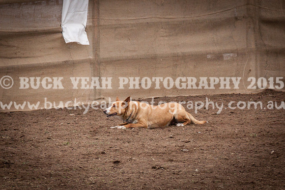 Singleton Show 15 -504