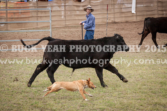 Singleton Show 15 -508