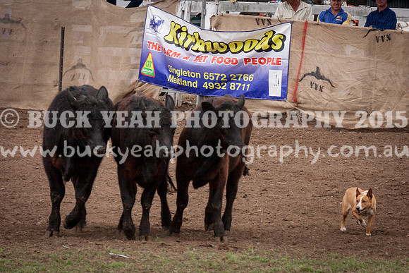 Singleton Show 15 -509