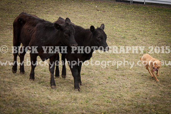 Singleton Show 15 -510