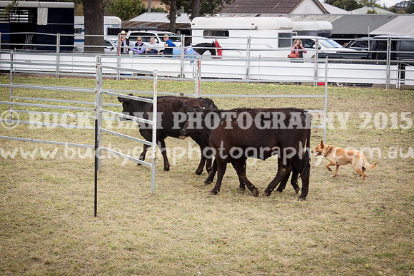 Singleton Show 15 -511