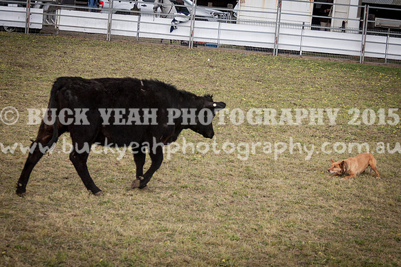 Singleton Show 15 -512