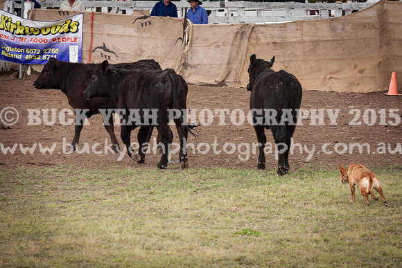 Singleton Show 15 -513