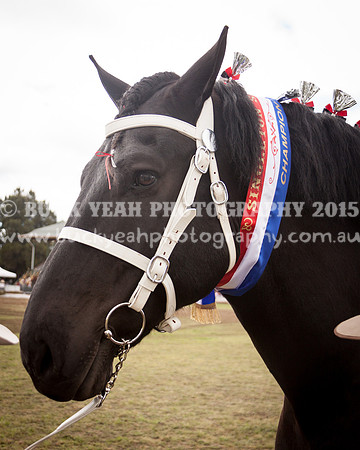 Singleton Show 15 -525