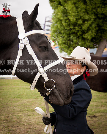 Singleton Show 15 -524