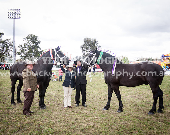 Singleton Show 15 -526
