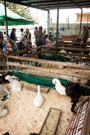 Singleton Show 15 -539