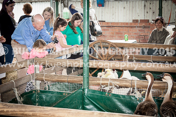 Singleton Show 15 -540