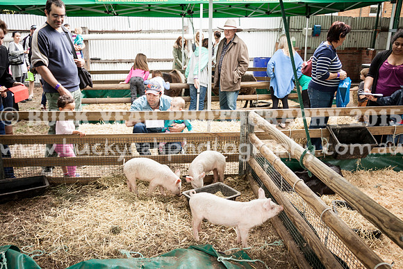 Singleton Show 15 -537