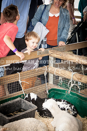 Singleton Show 15 -542