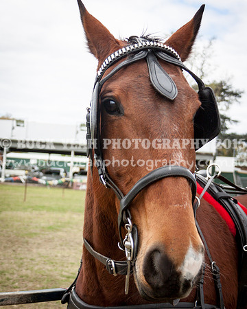 Singleton Show 15 -584