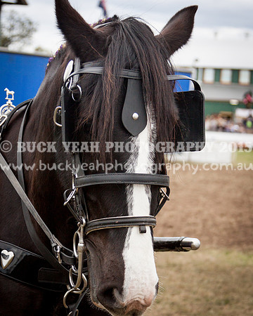 Singleton Show 15 -586