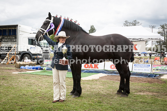 Singleton Show 15 -595