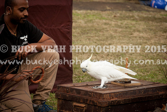 Singleton Show 15 -653